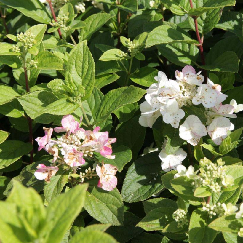 Rispenhortensie Dart's Little Dot - Hydrangea paniculata (Flowering)