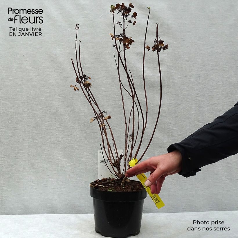 Exemplar von Rispenhortensie Dart's Little Dot - Hydrangea paniculata Topf mit 3L/4L wie im Winter geliefert
