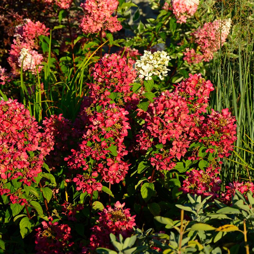 Rispenhortensie Diamant Rouge - Hydrangea paniculata (Hafen)