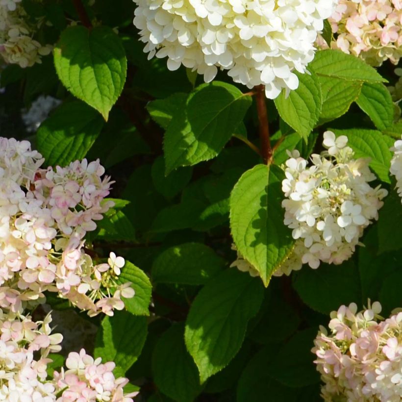 Rispenhortensie Diamantino - Hydrangea paniculata (Foliage)