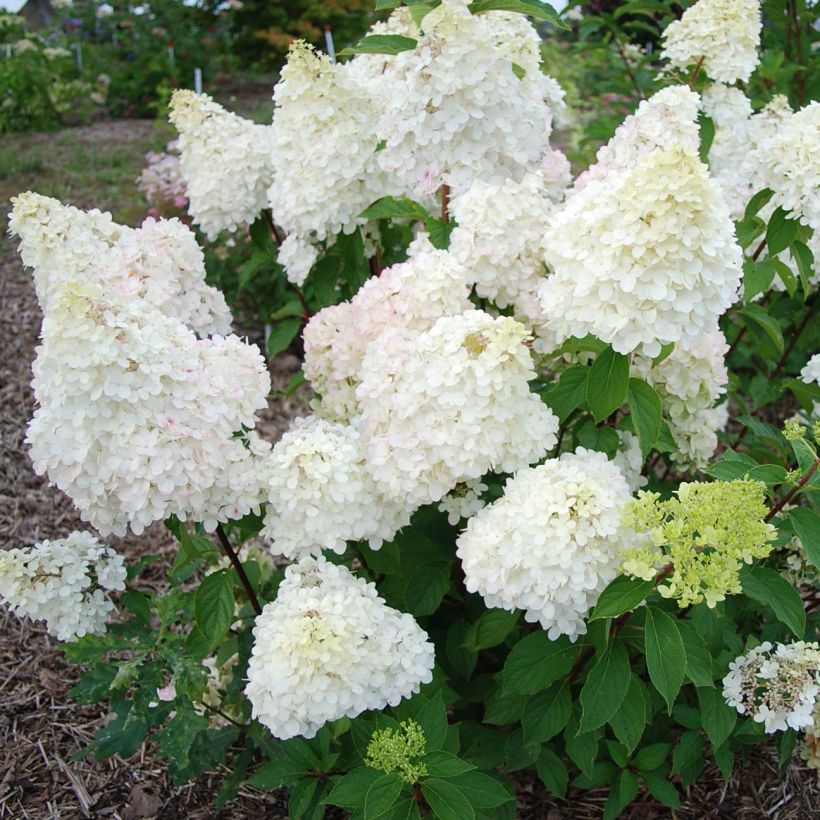 Rispenhortensie Diamantino - Hydrangea paniculata (Flowering)