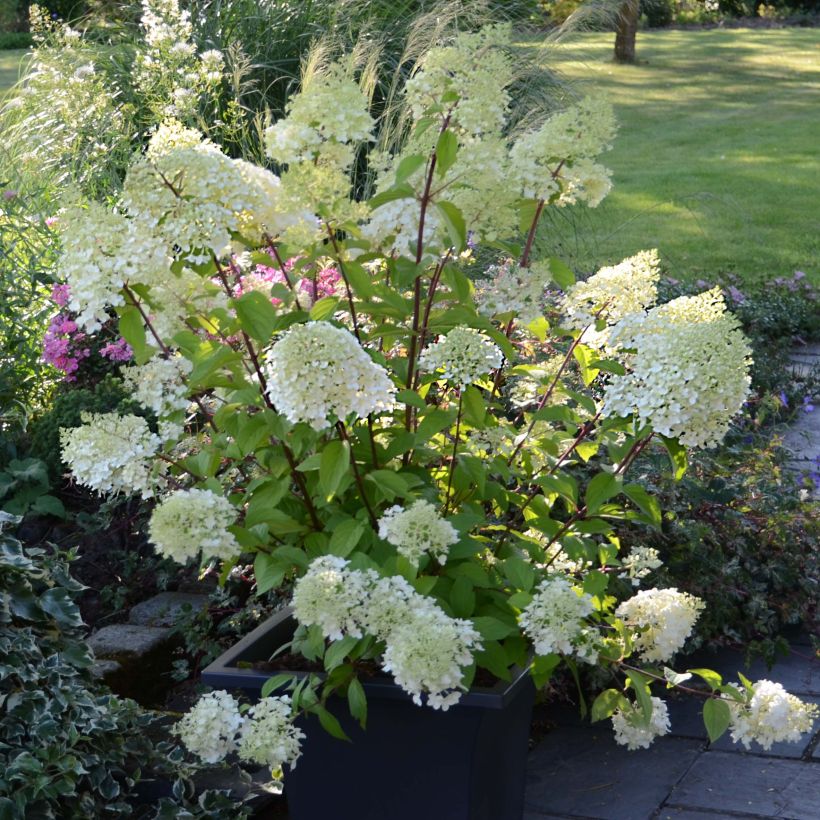 Rispenhortensie Diamantino - Hydrangea paniculata (Plant habit)