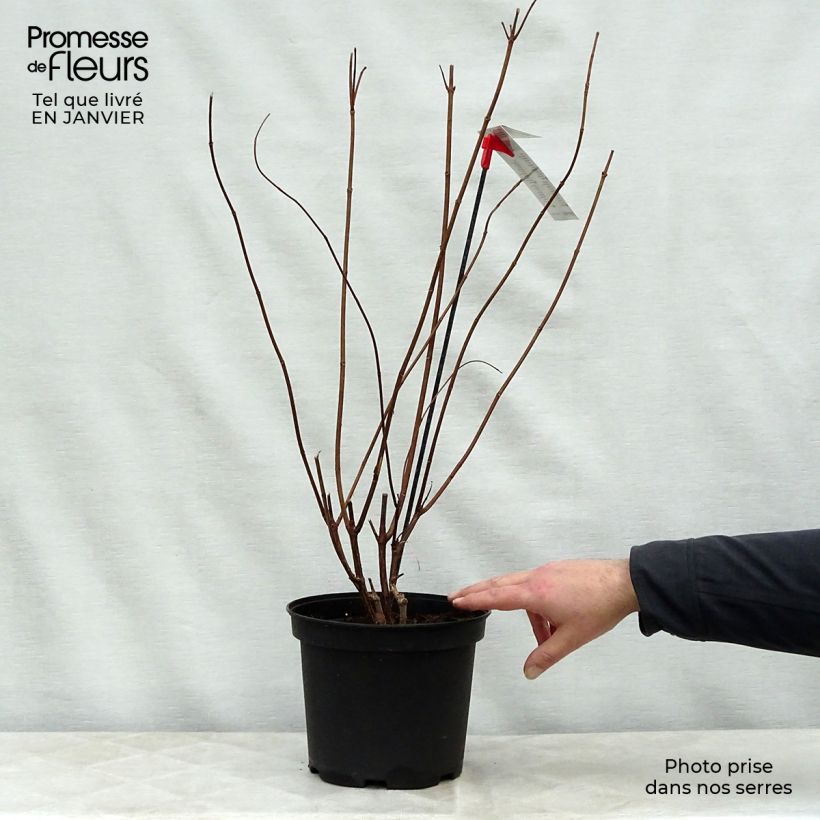 Exemplar von Rispenhortensie Diamantino - Hydrangea paniculata Topf mit 3L/4L wie im Winter geliefert