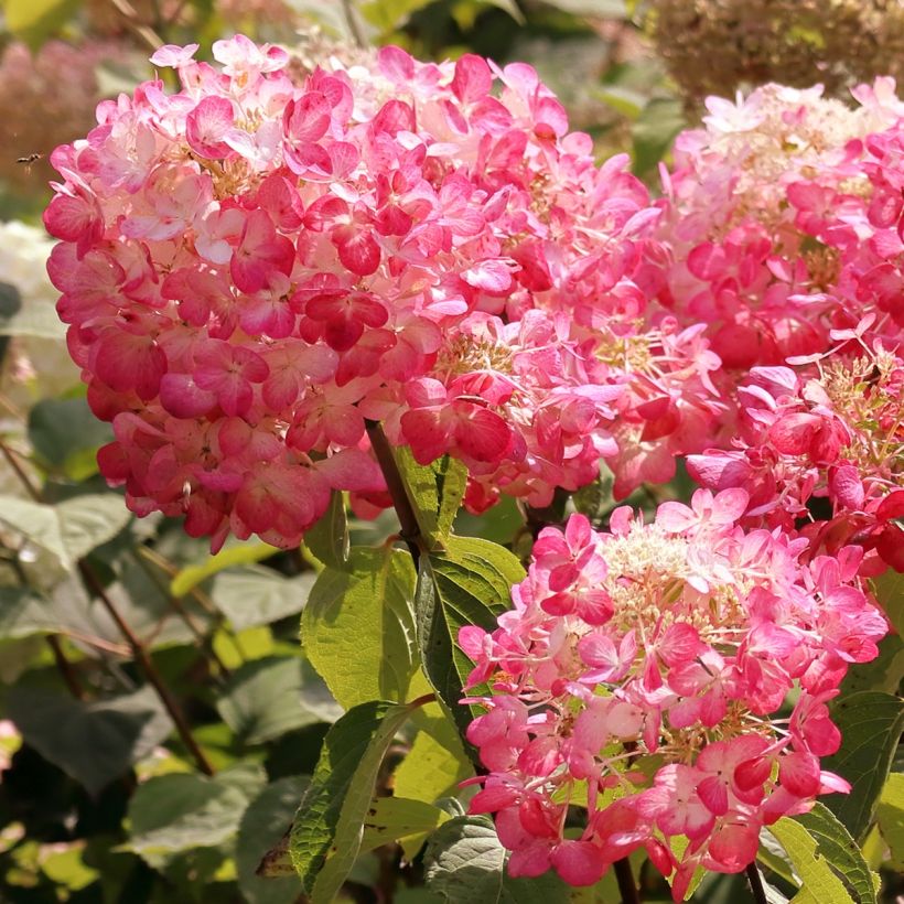 Rispenhortensie Framboisine - Hydrangea paniculata (Flowering)