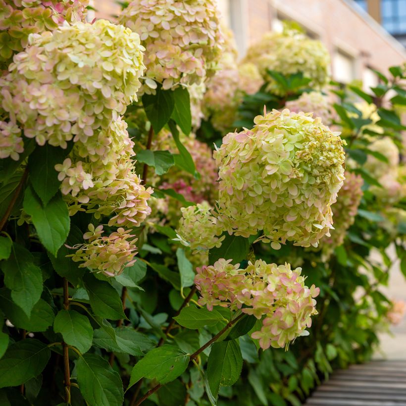 Rispenhortensie Graffiti - Hydrangea paniculata (Hafen)