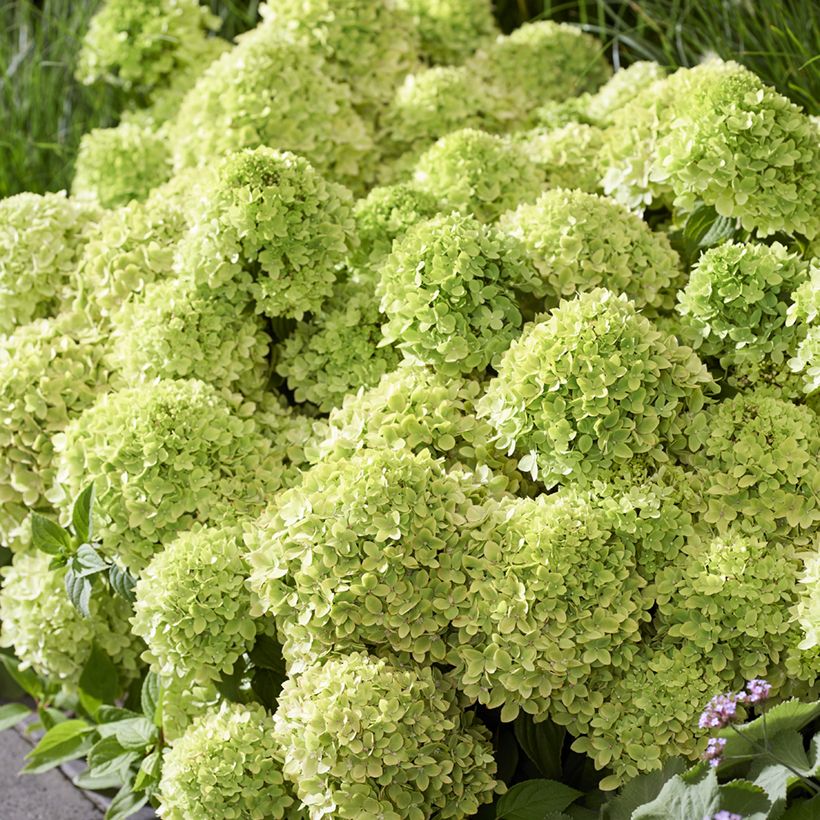 Rispenhortensie Groundbreaker Greeny - Hydrangea paniculata (Blüte)