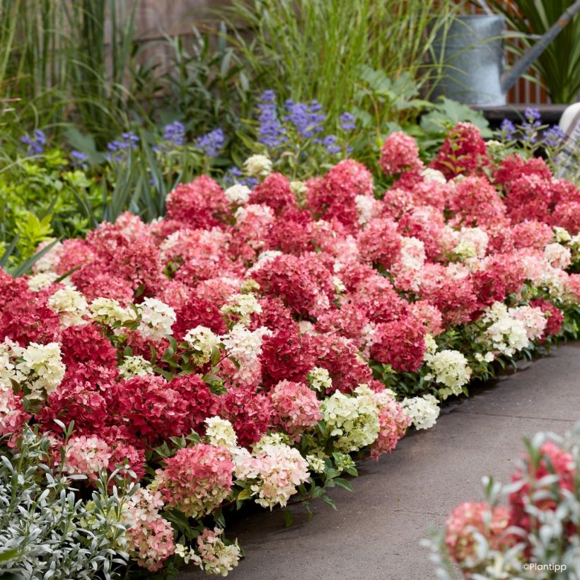 Rispenhortensie Groundbreaker Ruby - Hydrangea paniculata (Wuchs)