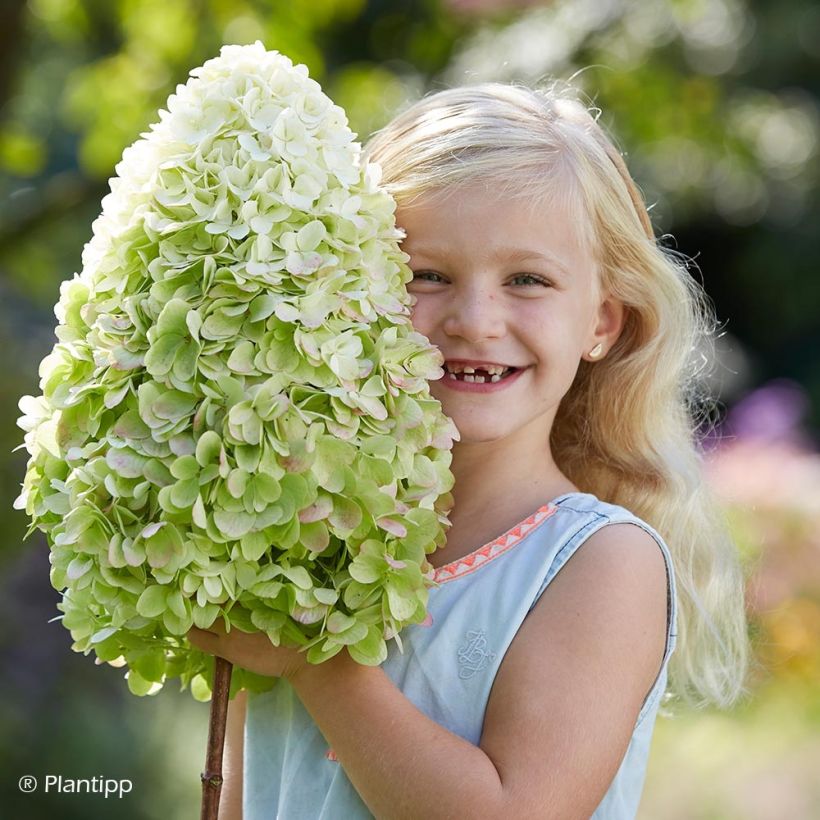 Rispenhortensie Hercules - Hydrangea paniculata (Flowering)