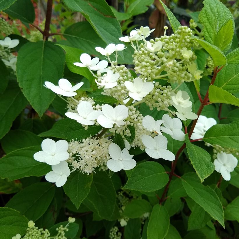 Rispenhortensie Kyushu - Hydrangea paniculata (Laub)
