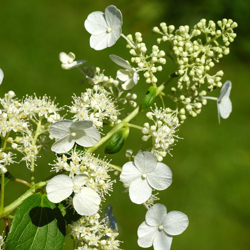 Rispenhortensie Kyushu - Hydrangea paniculata (Blüte)