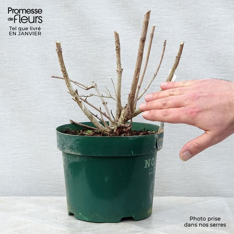 Exemplar von Rispenhortensie Levana - Hydrangea paniculata Topf mit 3L/4L wie im Winter geliefert