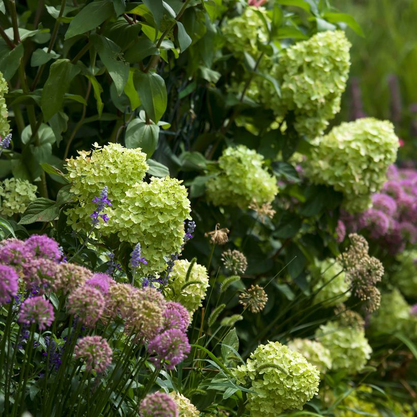 Rispenhortensie Little Lime - Hydrangea paniculata (Hafen)