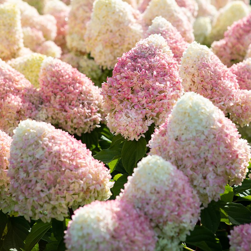 Rispenhortensie Living Candy Love - Hydrangea paniculata (Blüte)