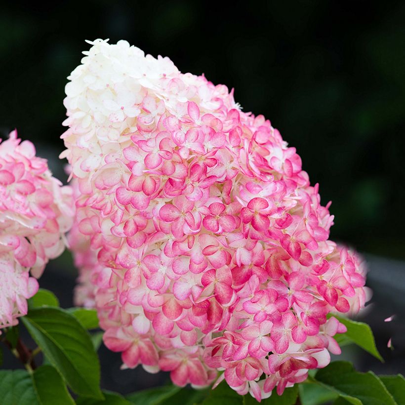 Rispenhortensie Living Pink & Rose  - Hydrangea paniculata (Blüte)