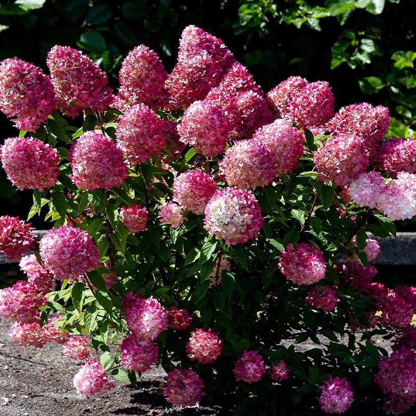Rispenhortensie Living Pink & Rose  - Hydrangea paniculata (Wuchs)
