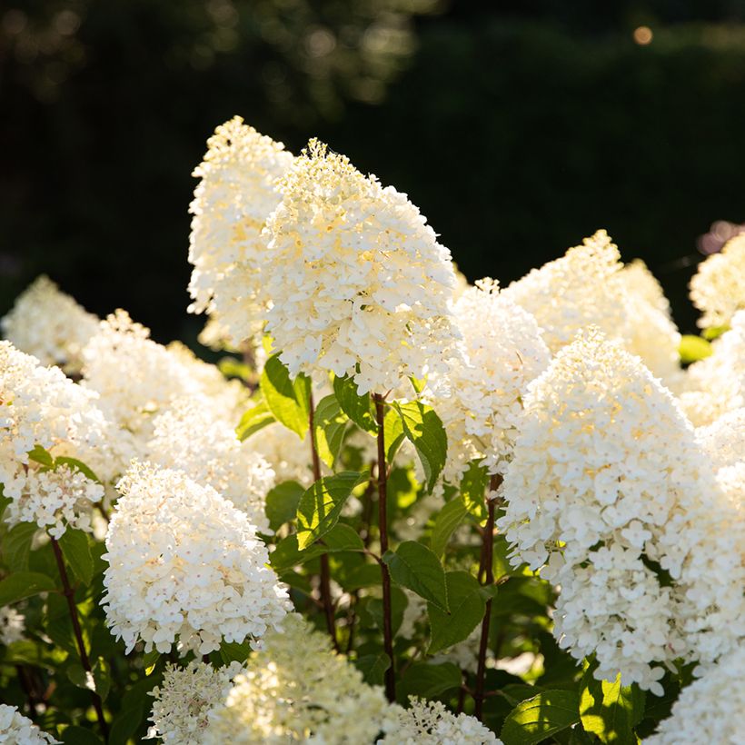 Rispenhortensie Living Sugar Rush - Hydrangea paniculata (Blüte)