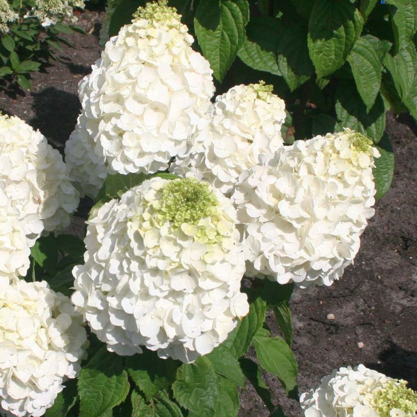 Rispenhortensie Magical Mont Blanc - Hydrangea paniculata (Flowering)