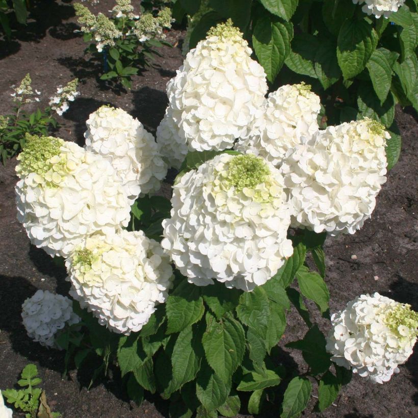 Rispenhortensie Magical Mont Blanc - Hydrangea paniculata (Plant habit)