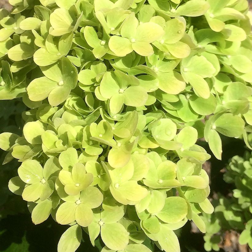 Rispenhortensie Mojito - Hydrangea paniculata (Flowering)