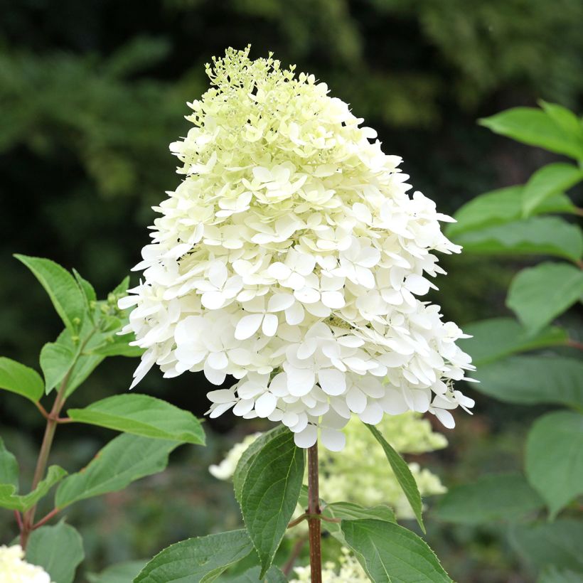 Rispenhortensie Phantom - Hydrangea paniculata (Blüte)