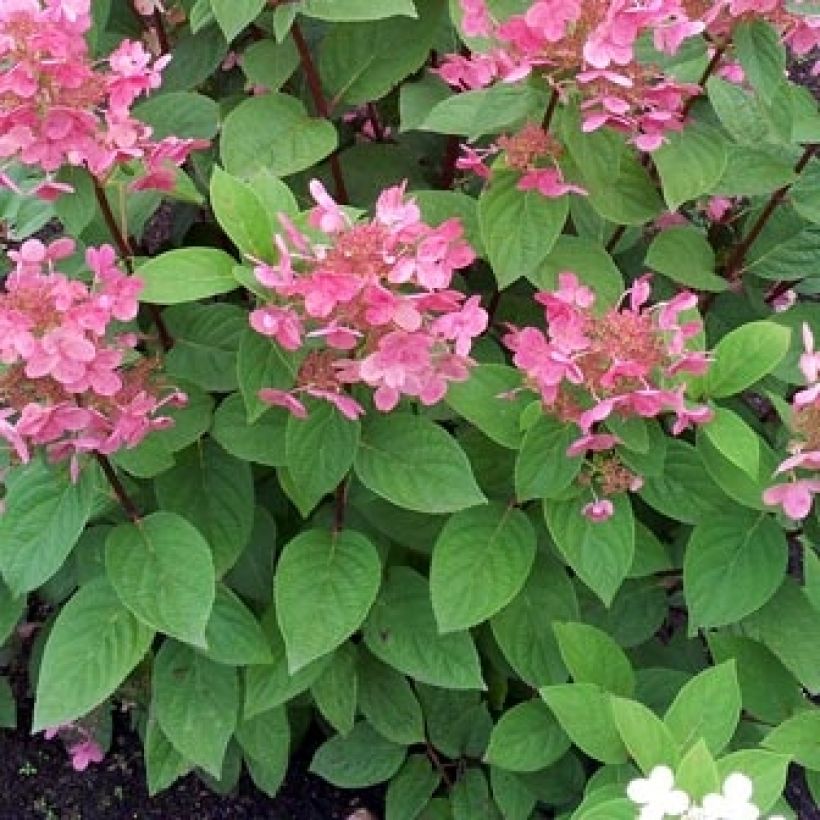 Rispenhortensie Pink Diamond - Hydrangea paniculata (Foliage)