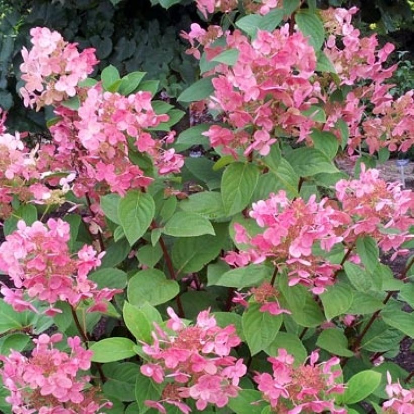 Rispenhortensie Pink Diamond - Hydrangea paniculata (Flowering)