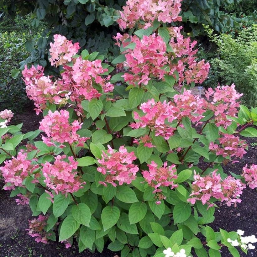 Rispenhortensie Pink Diamond - Hydrangea paniculata (Plant habit)
