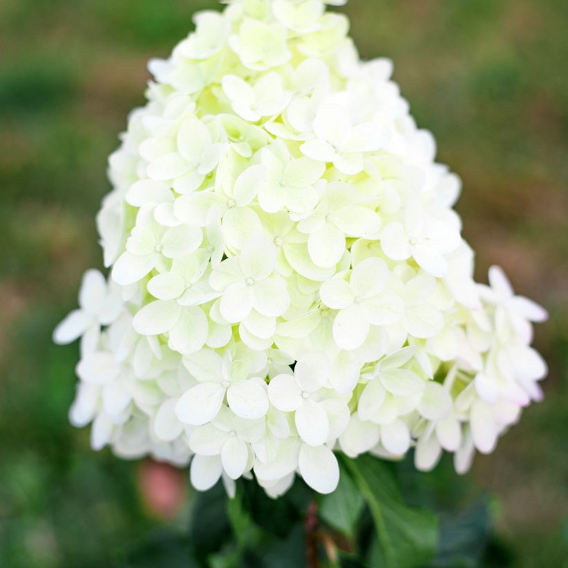 Rispenhortensie Pinkachu - Hydrangea paniculata (Blüte)