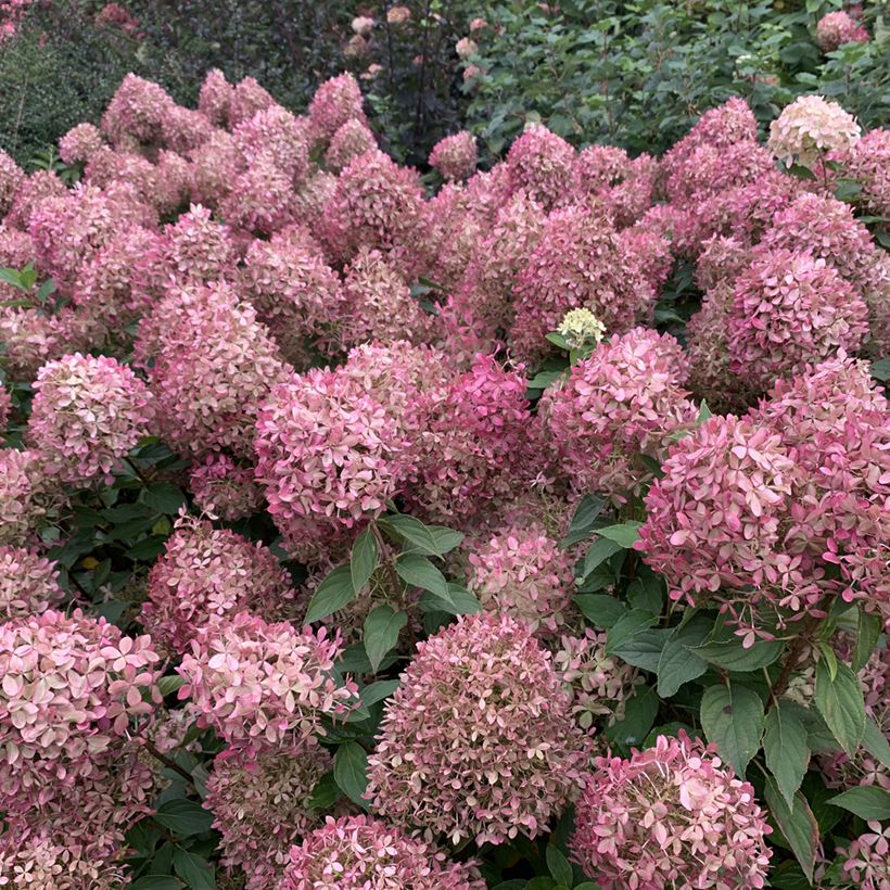 Rispenhortensie Pixio - Hydrangea paniculata (Blüte)