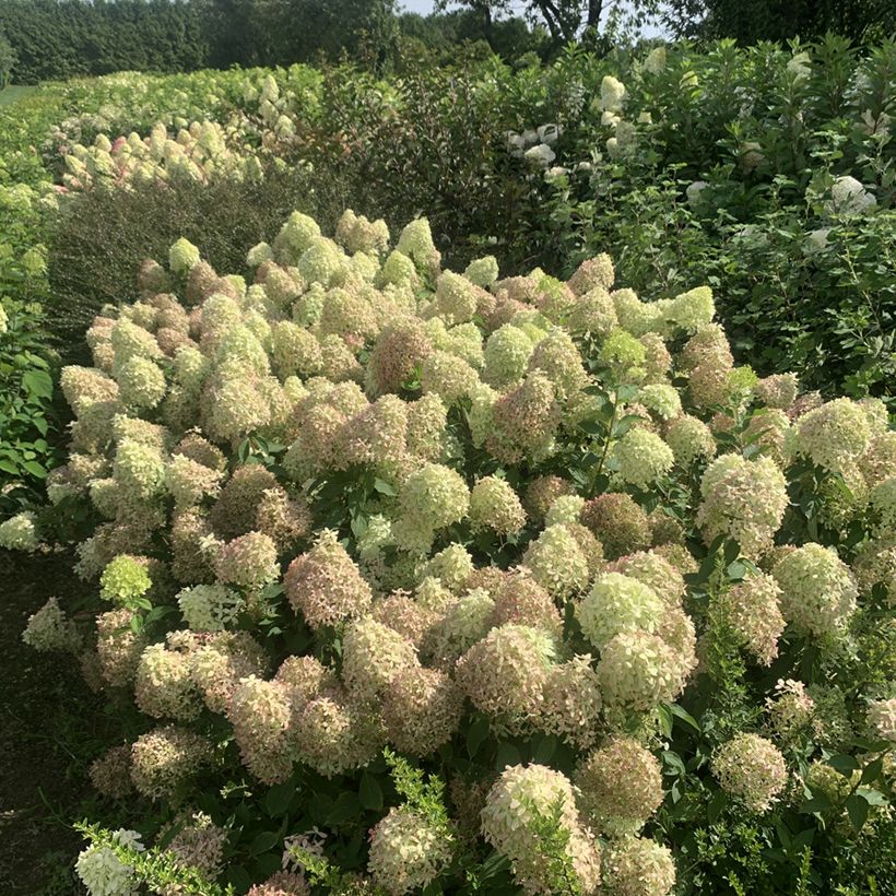 Rispenhortensie Pixio - Hydrangea paniculata (Wuchs)