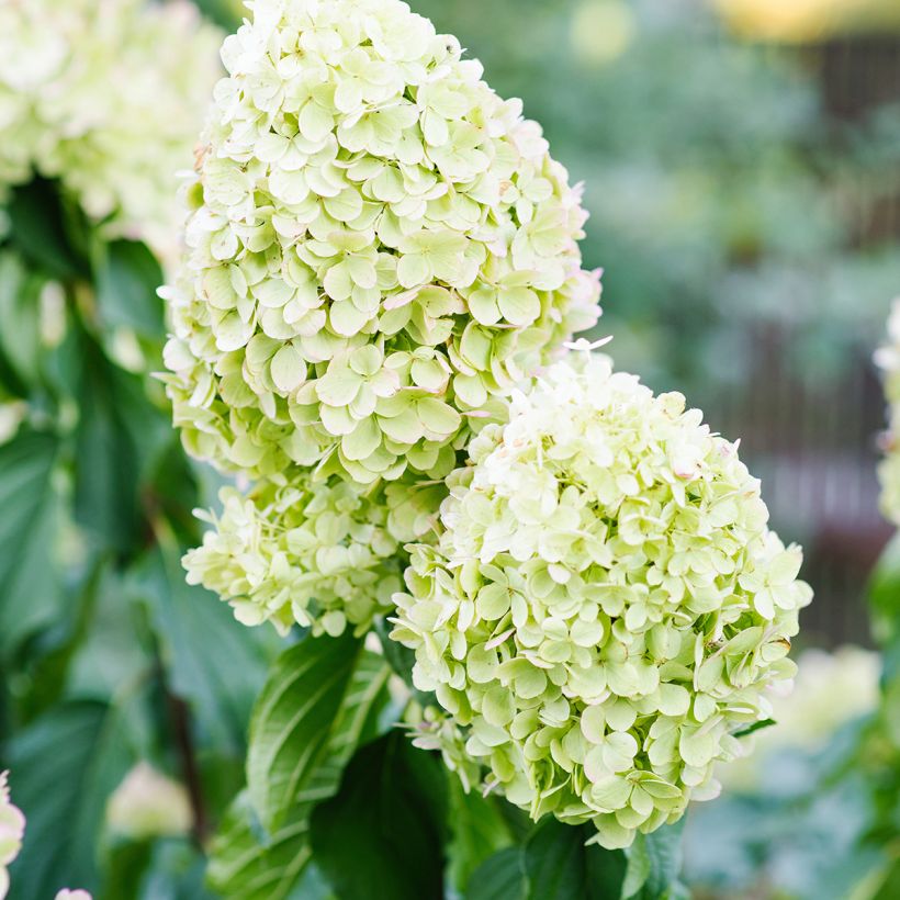 Rispenhortensie Polar Bear - Hydrangea paniculata (Blüte)