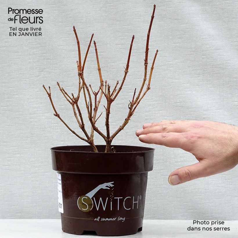 Example of Rispenhortensie Switch Ophelia - Hydrangea paniculata Topf mit 1,5L/2L as you get in hiver