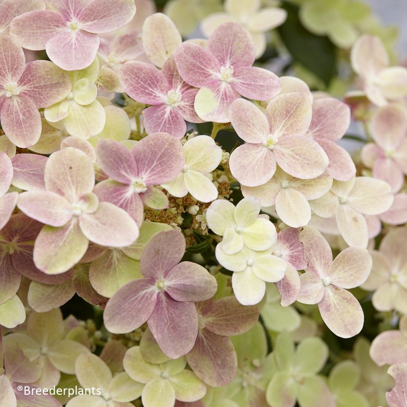 Rispenhortensie Switch Ophelia - Hydrangea paniculata (Flowering)