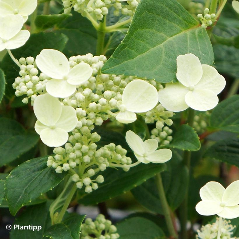 Rispenhortensie Prim White - Hydrangea paniculata (Flowering)
