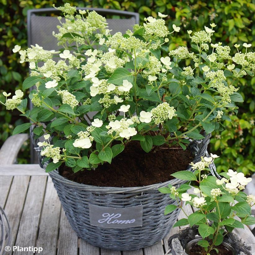 Rispenhortensie Prim White - Hydrangea paniculata (Plant habit)