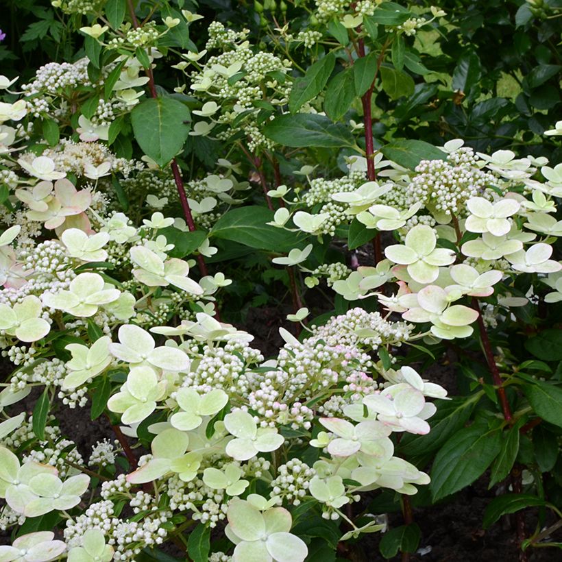 Rispenhortensie Prim’Red - Hydrangea paniculata (Blüte)