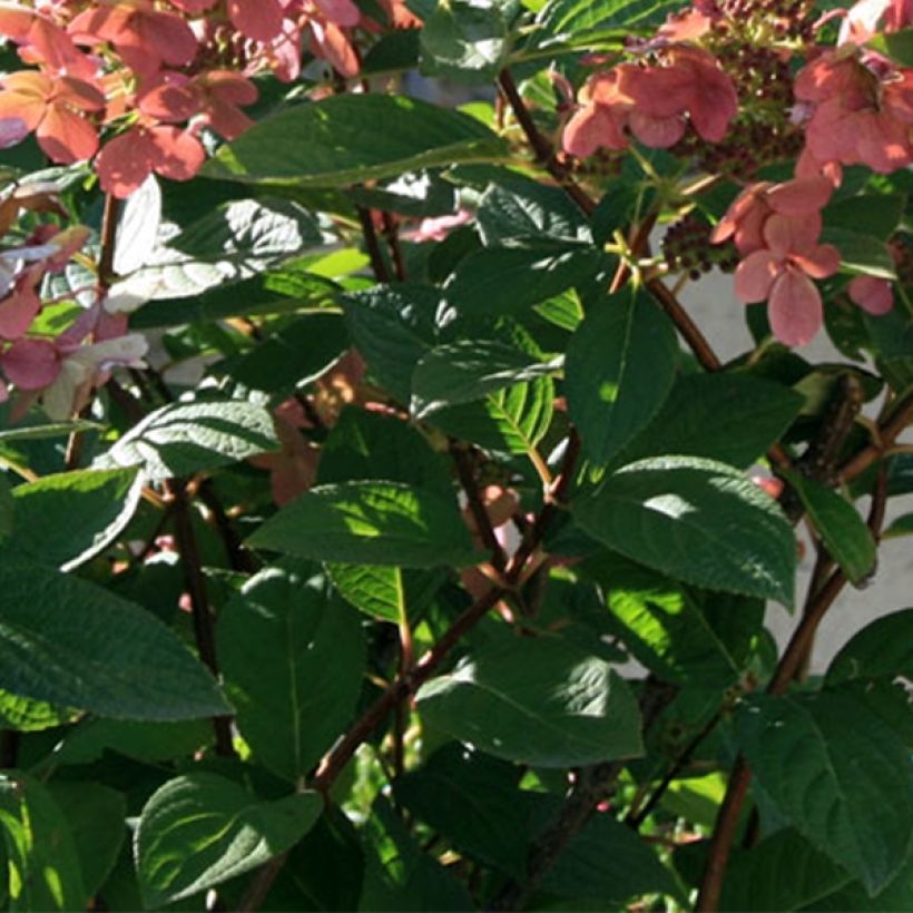 Rispenhortensie Sparkling - Hydrangea paniculata (Foliage)