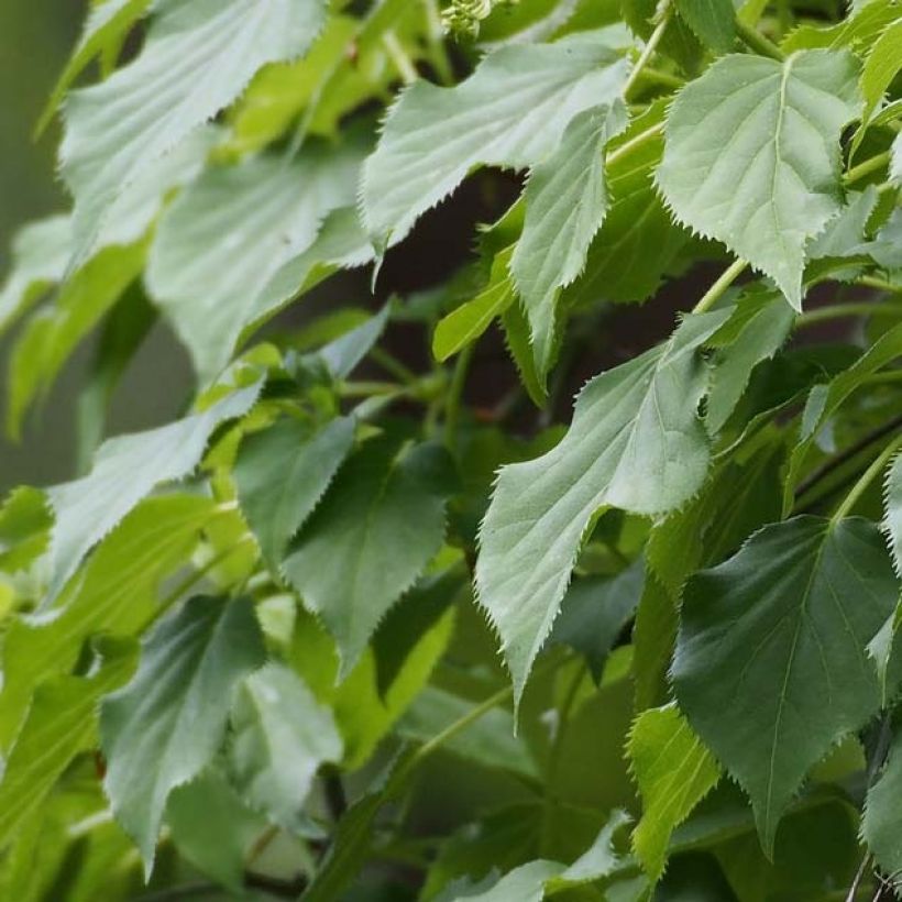 Hydrangea anomala sp petiolaris Flying Saucer - Kletter-Hortensie (Foliage)