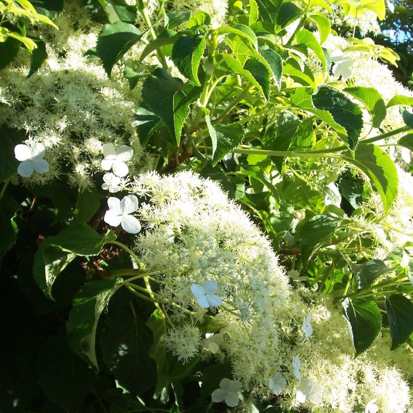 Hydrangea anomala sp petiolaris Flying Saucer - Kletter-Hortensie (Flowering)
