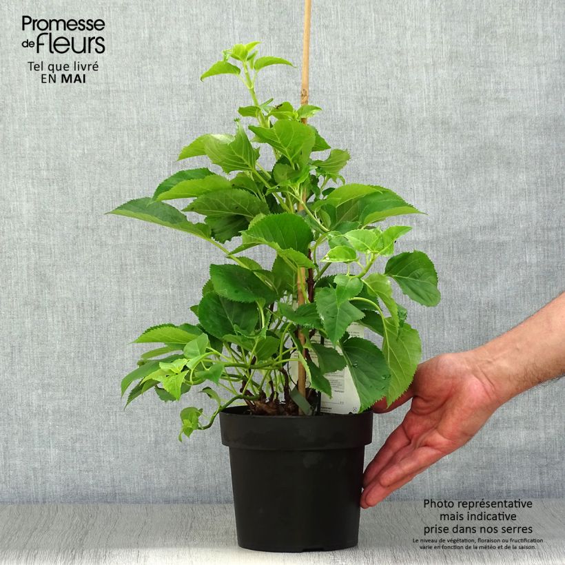 Exemplar von Hydrangea anomala sp petiolaris Flying Saucer - Kletter-Hortensie Topf mit 2L/3L wie im Frühjahr geliefert