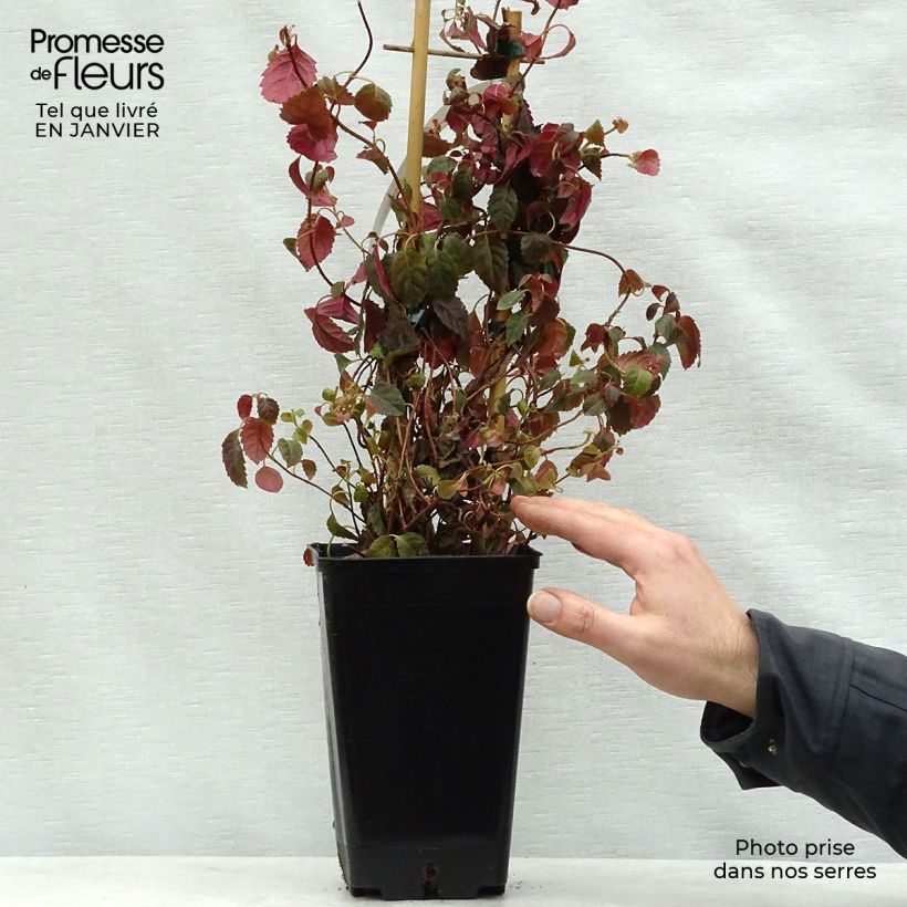 Exemplar von Hydrangea anomala petiolaris Winter Surprise - Kletter-Hortensie Topf mit 2L/3L wie im Winter geliefert