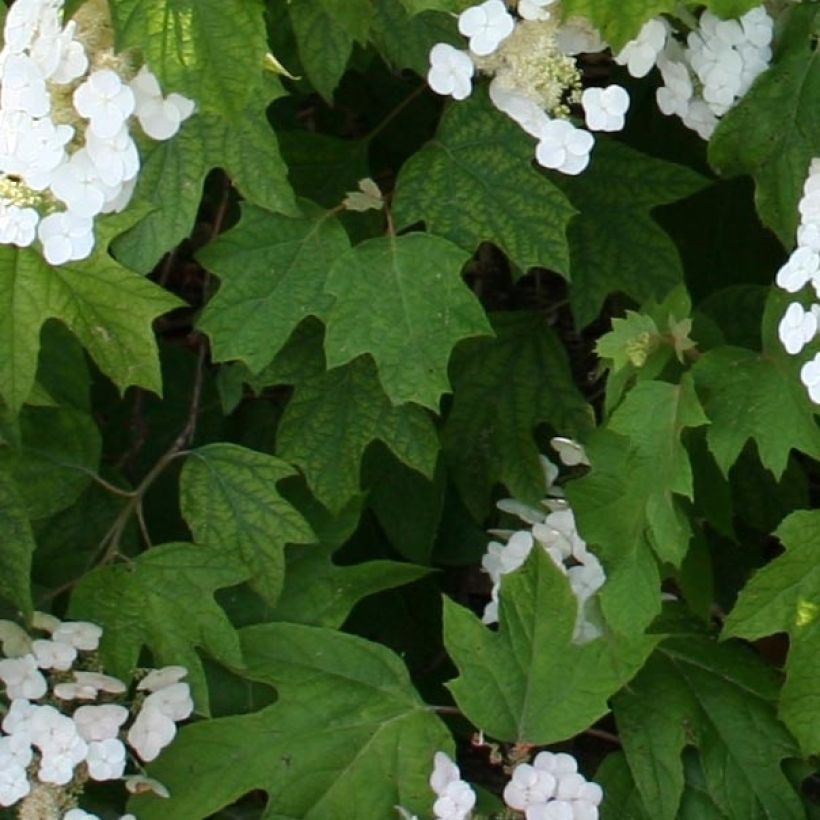 Eichenblatt-Hortensie Alice - Hydrangea quercifolia (Foliage)