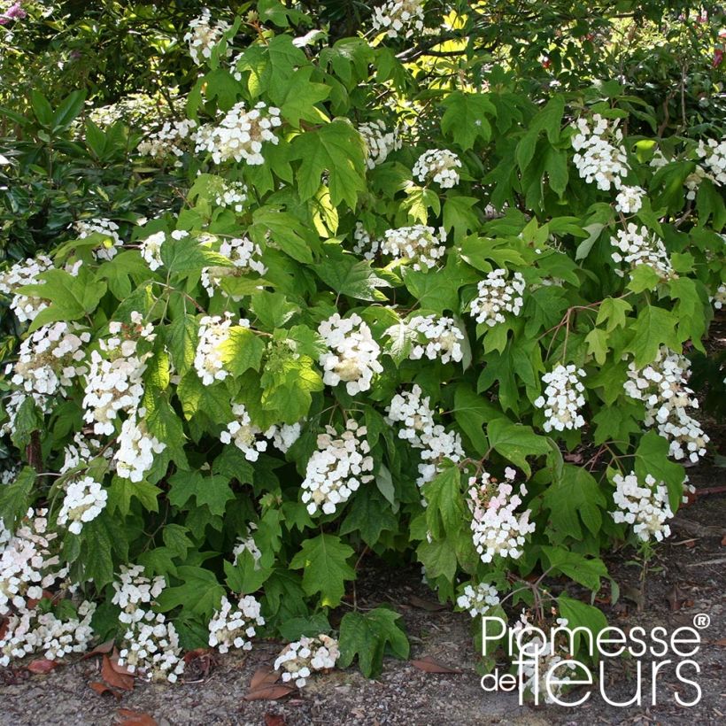 Eichenblatt-Hortensie Alice - Hydrangea quercifolia (Plant habit)