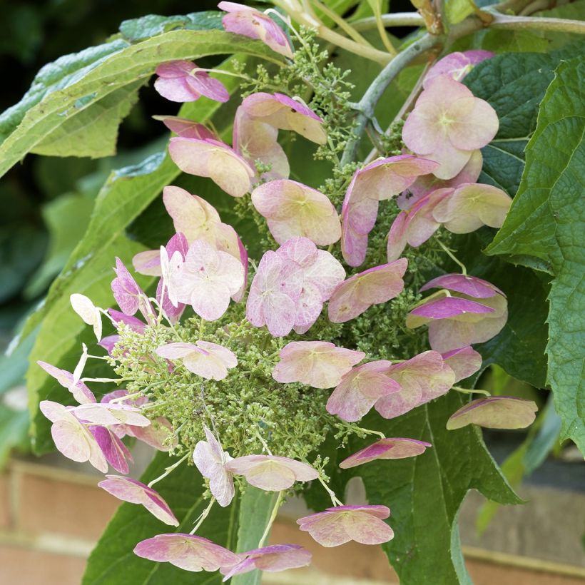 Eichenblatt-Hortensie Burgundy - Hydrangea quercifolia (Flowering)