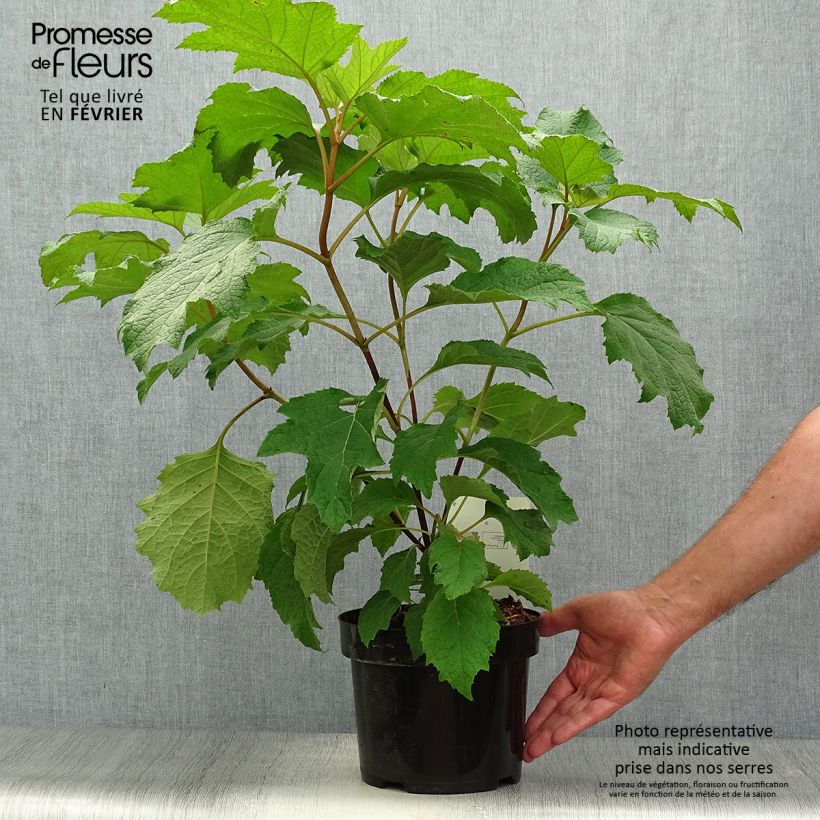 Example of Eichenblatt-Hortensie Burgundy - Hydrangea quercifolia Topf mit 2L/3L as you get in automne