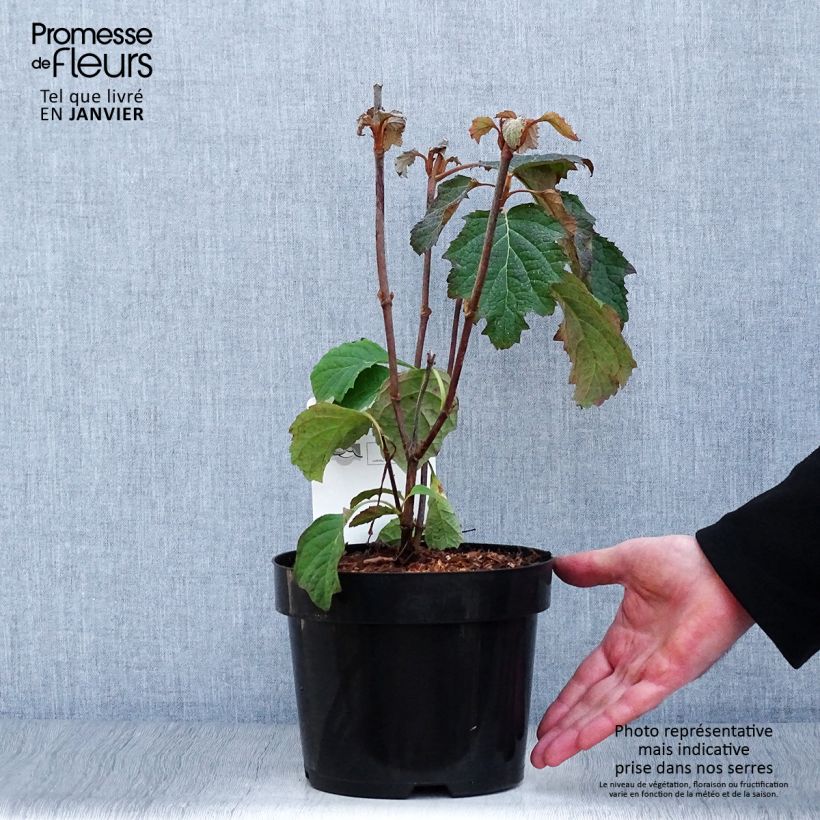 Exemplar von Eichenblatt-Hortensie Burgundy - Hydrangea quercifolia Topf mit 2L/3L wie im Winter geliefert