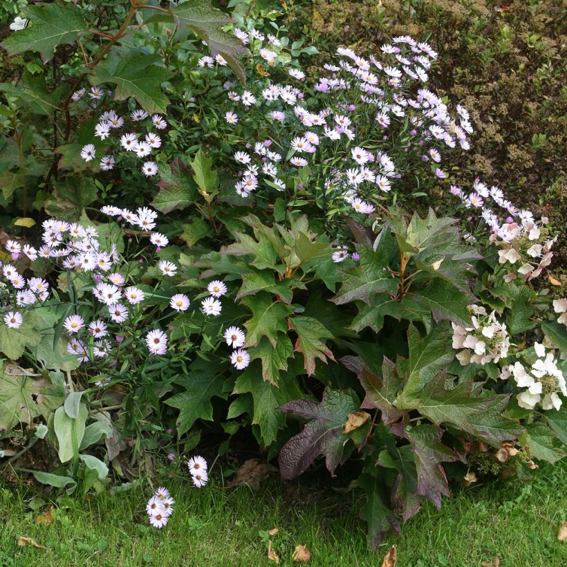 Eichenblatt-Hortensie Burgundy - Hydrangea quercifolia (Plant habit)
