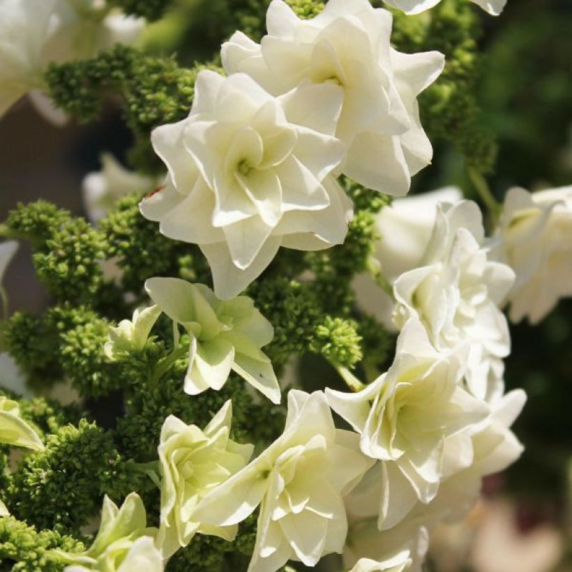 Eichenblatt-Hortensie Gatsby Star - Hydrangea quercifolia (Flowering)