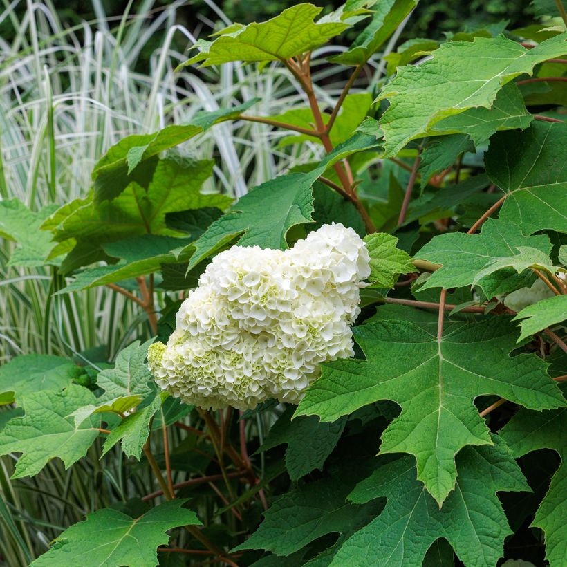 Eichenblatt-Hortensie Harmony - Hydrangea quercifolia (Hafen)