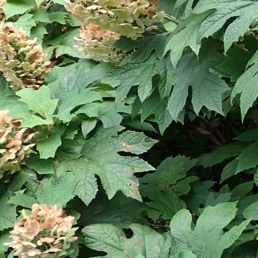 Eichenblatt-Hortensie Jetstream - Hydrangea quercifolia (Foliage)